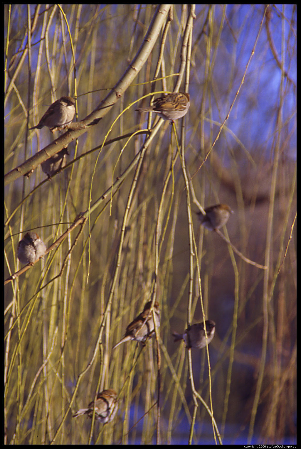 Birds, Boston Common, 2000